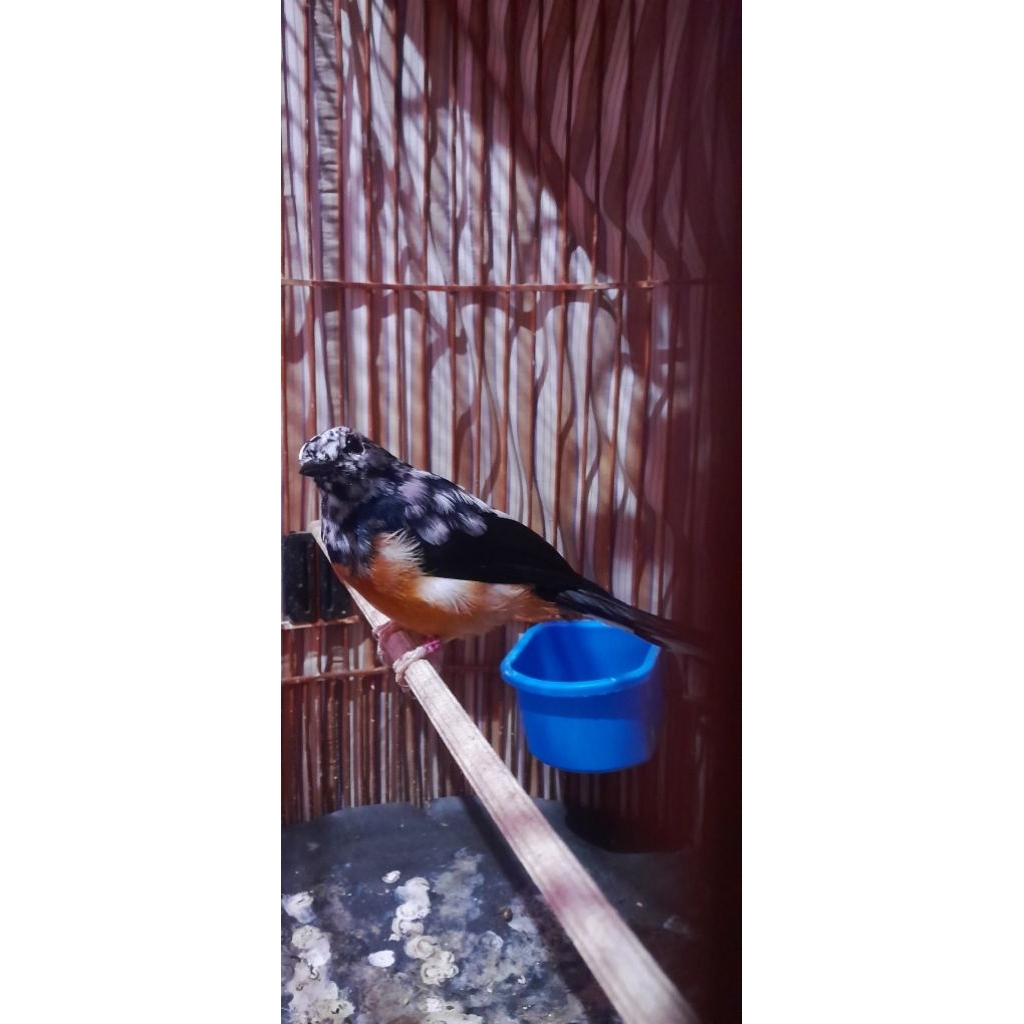 murai batu blorok