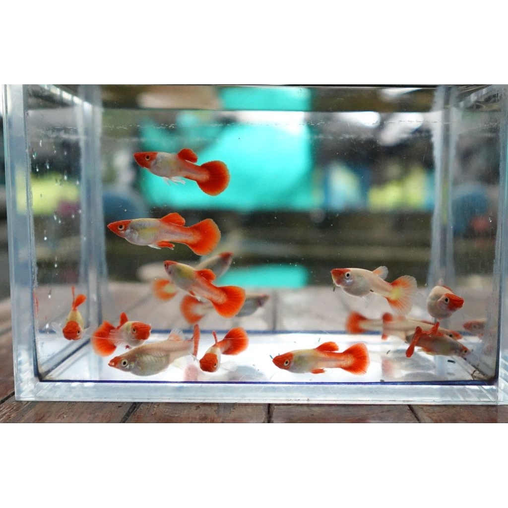 1 PASANG GUPPY PLATINUM KOI