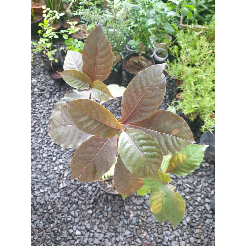 Tanaman Daun Ungu Herbal