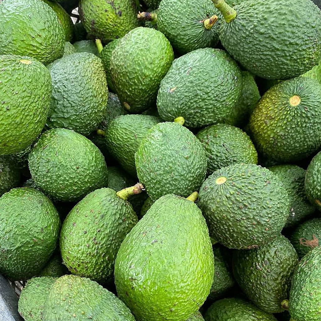 Alpukat Hass Australia 1 kg