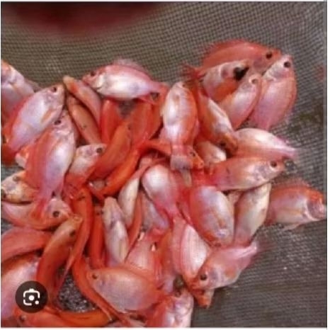 Bibit ikan nila merah bangkok paket 50ekor