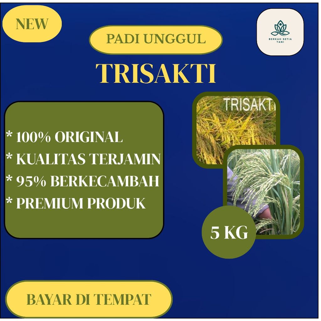 Benih Padi Genjah Padi Unggul Padi Trisakti Usia Panen 70 Hst Kemasan 5kg