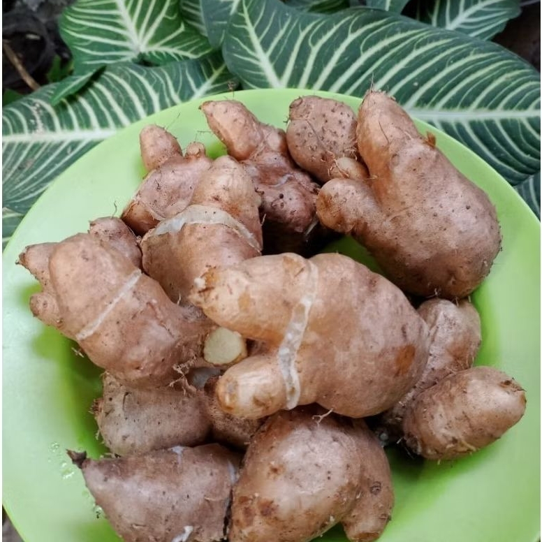 GEMBILI KETAN