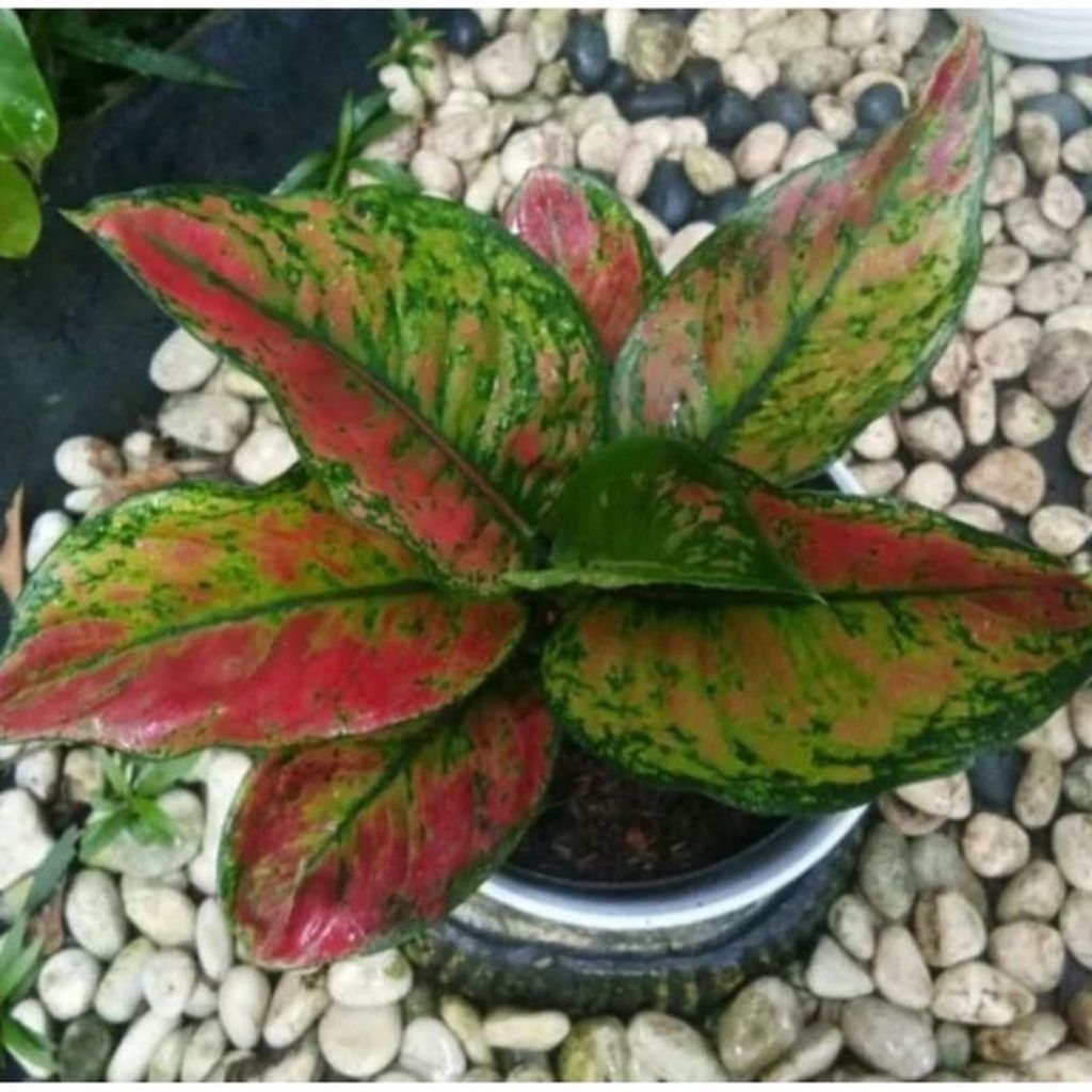 TANAMAN HIAS AGLONEMA HENG HENG DAUN RIMBUN