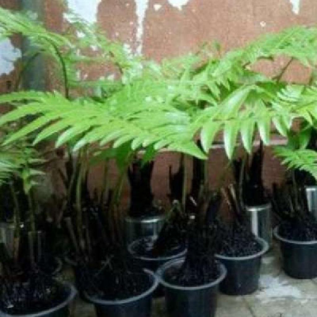 Bibit pakis sayur tanaman hias bibit pakis sayur segar