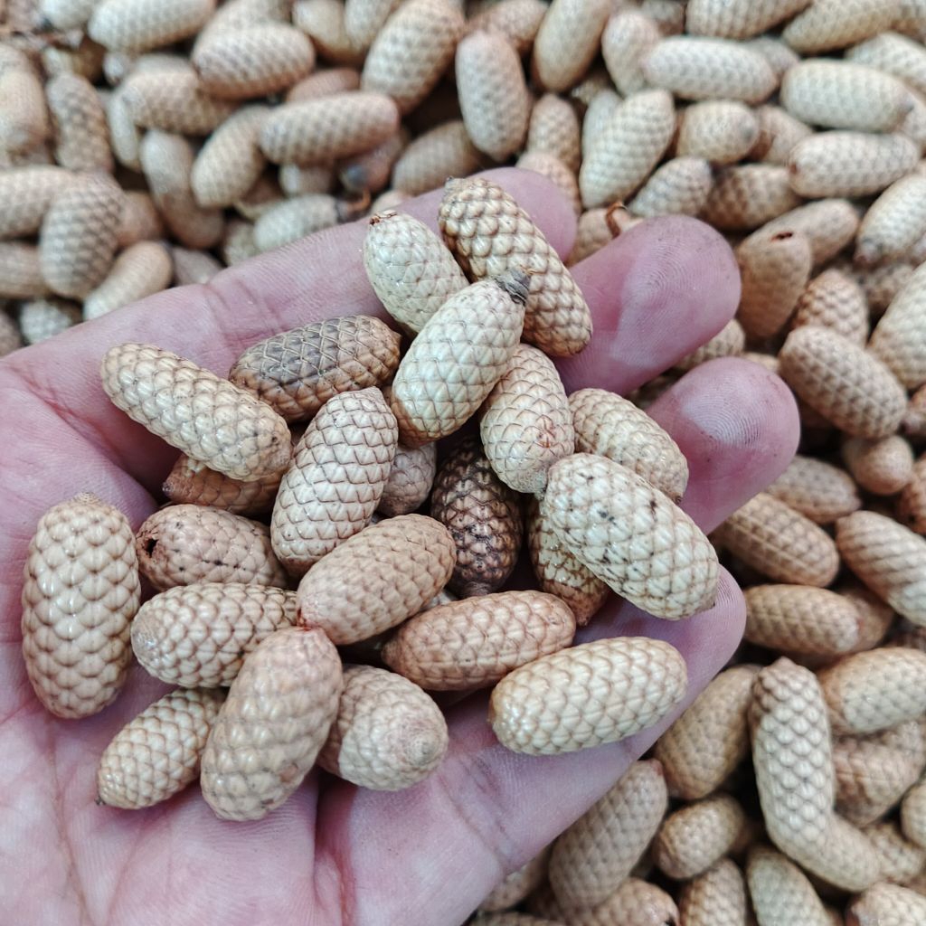 biji rotan kering bersih buah rotan kapsul kerajinan dari biji rotan lonjong ecer biji rotan