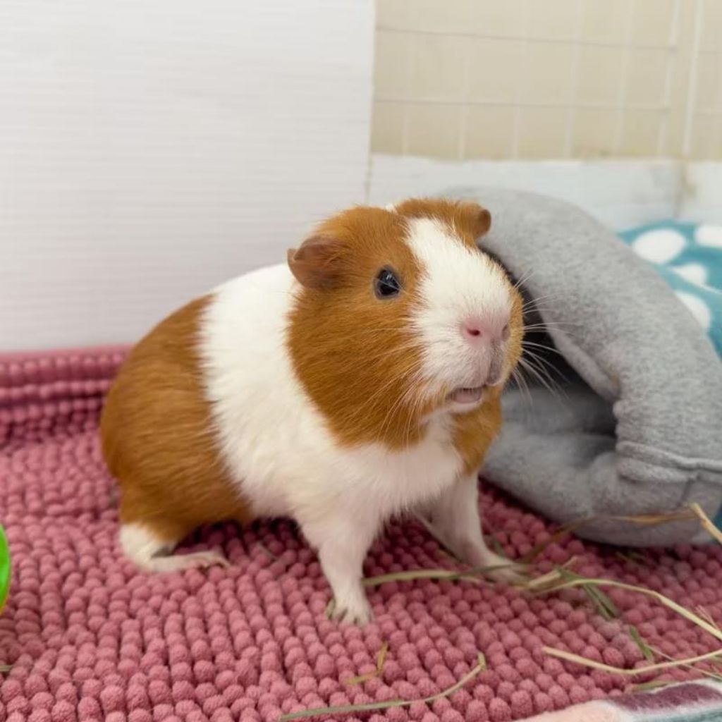 Marmut American Marmut Rambut Lurus Guinea Pig American
