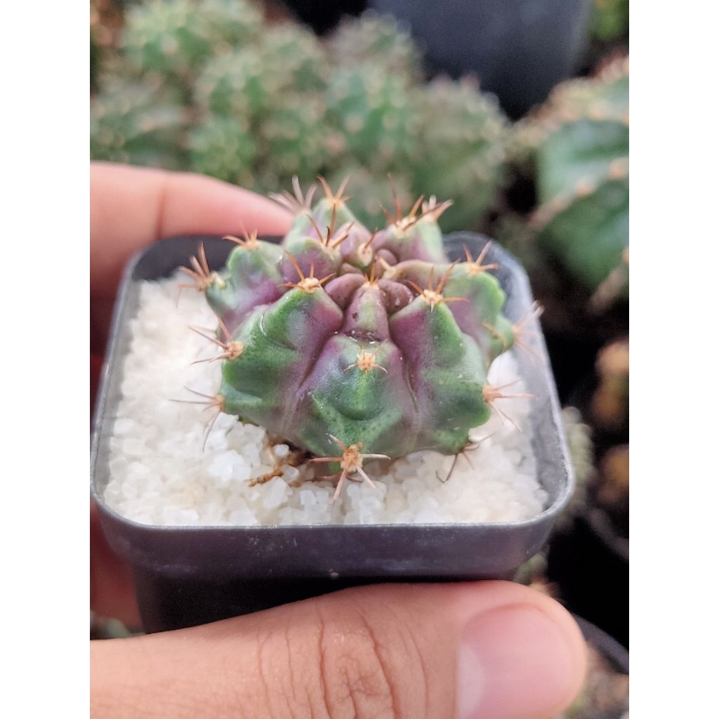 GYMNO PURPLE NEBULA DI POT 6CM//POTELAN//KAKTUS HIAS//KAKTUS MINI