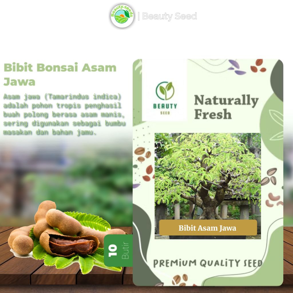 10 Benih Biji Asam Jawa Bahan Bonsai - Asam Jawa Bahan Bonsai Kemasan Repack