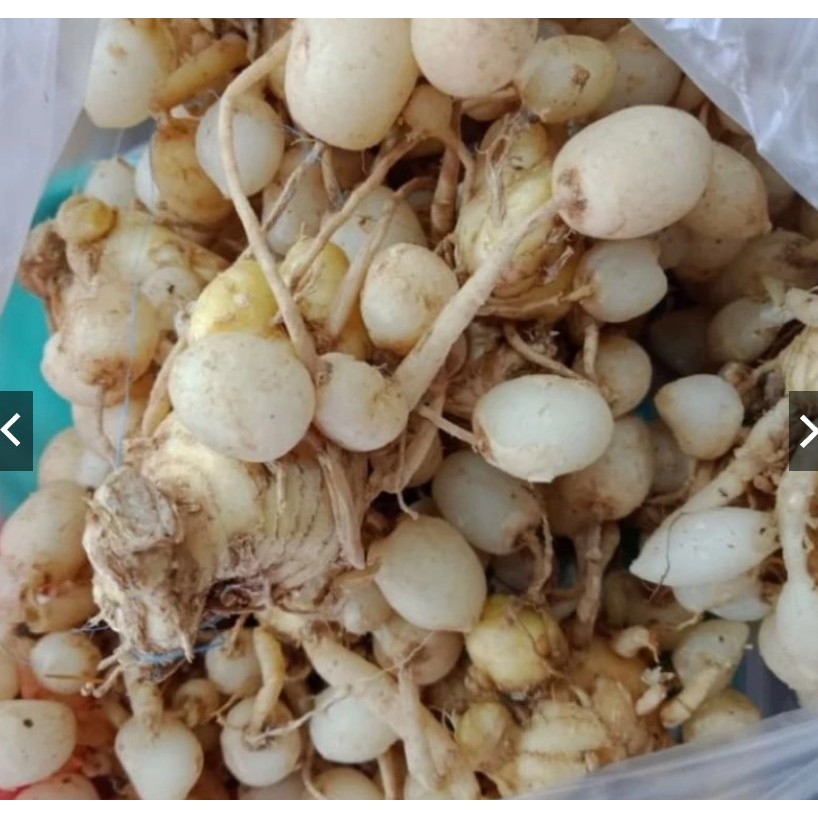 kunci pepet temu gombyok kunyit putih gombyok segar