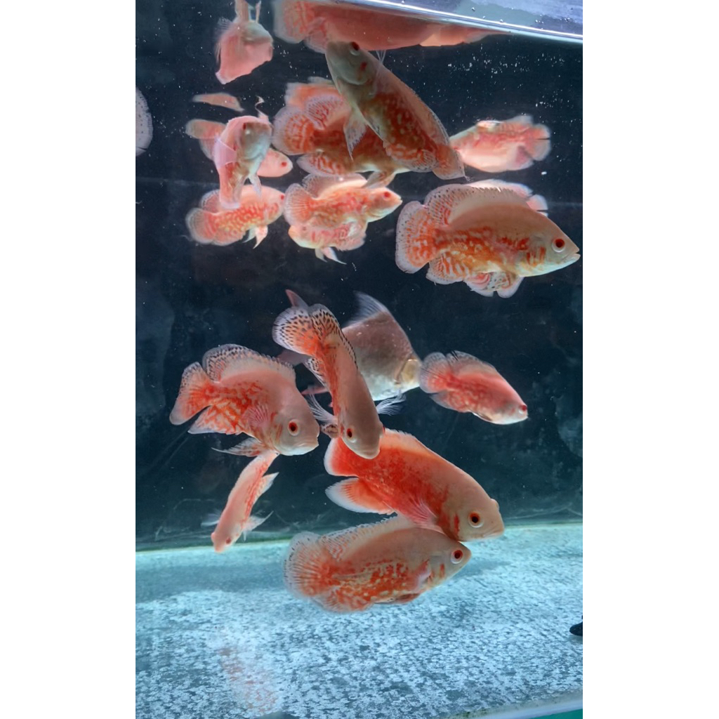 oscar Nemo 3 jari