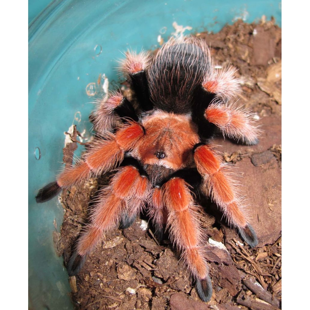 brachypelma boehmei