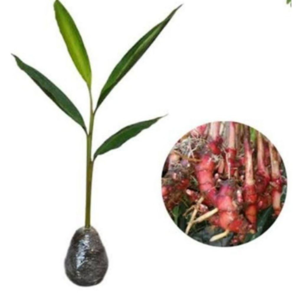bibit jahe merah super siap tanam - benih tanaman jahe merah