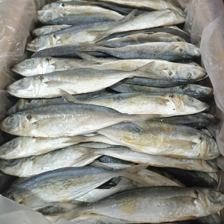Ikan Asin Peda Layang Putih Dus AG Asli Tegal Super Cantik