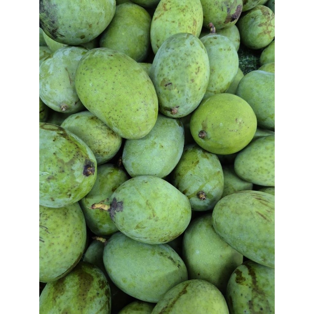 [PREMIUM] Mangga Harum Manis Mentah Mangga Mengkal Untuk Rujak 1 Kg