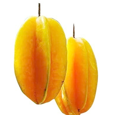 bibit belimbing madu okulasi