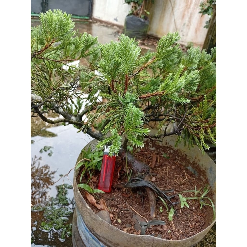 Bonsai cemara sinensis rimbun bahan bonsai
