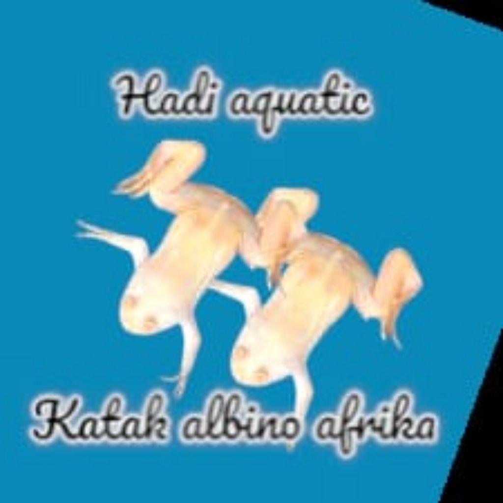 hiasan African dwarf albino frog
