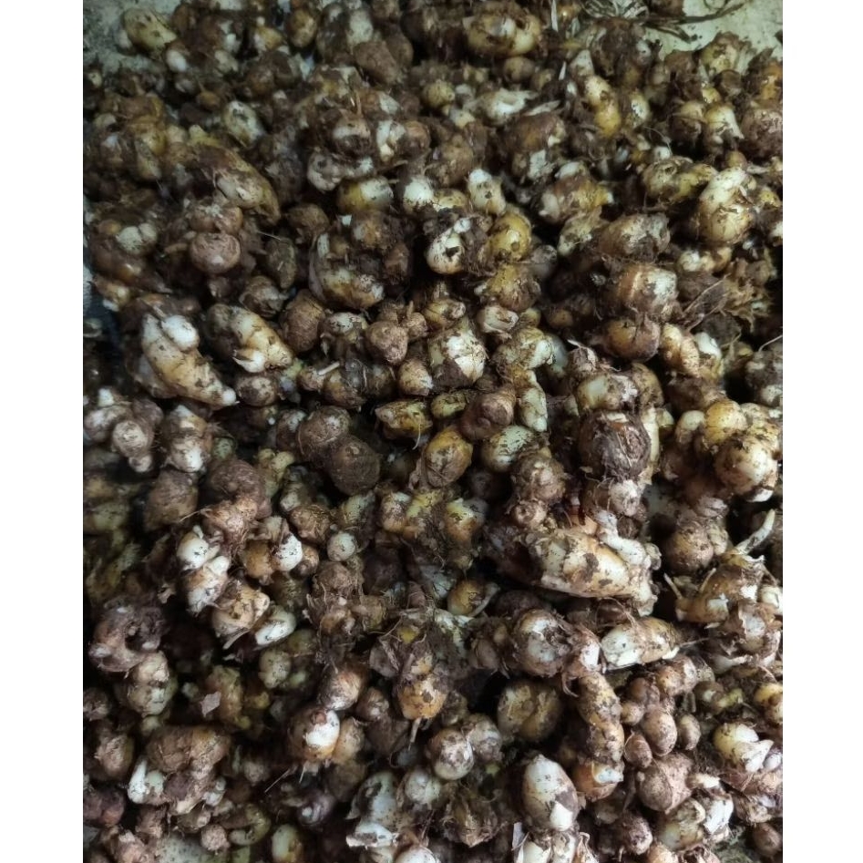 KENCUR STW (setengah tua) SEGAR 1KG