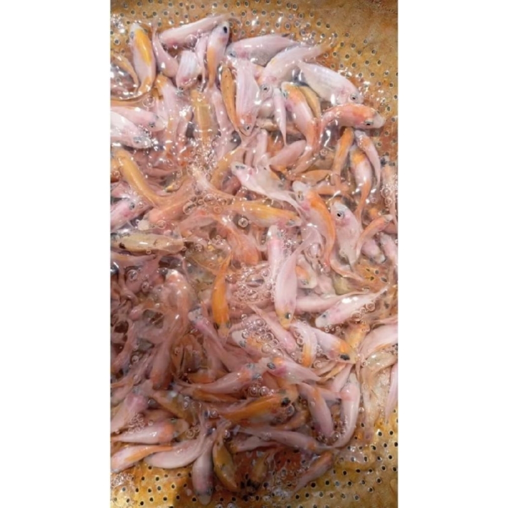 Bibit Ikan Nila Merah Bangkok Berkualitas - Isi 100 Ekor, Gratis Pakan, Kondisi Sehat