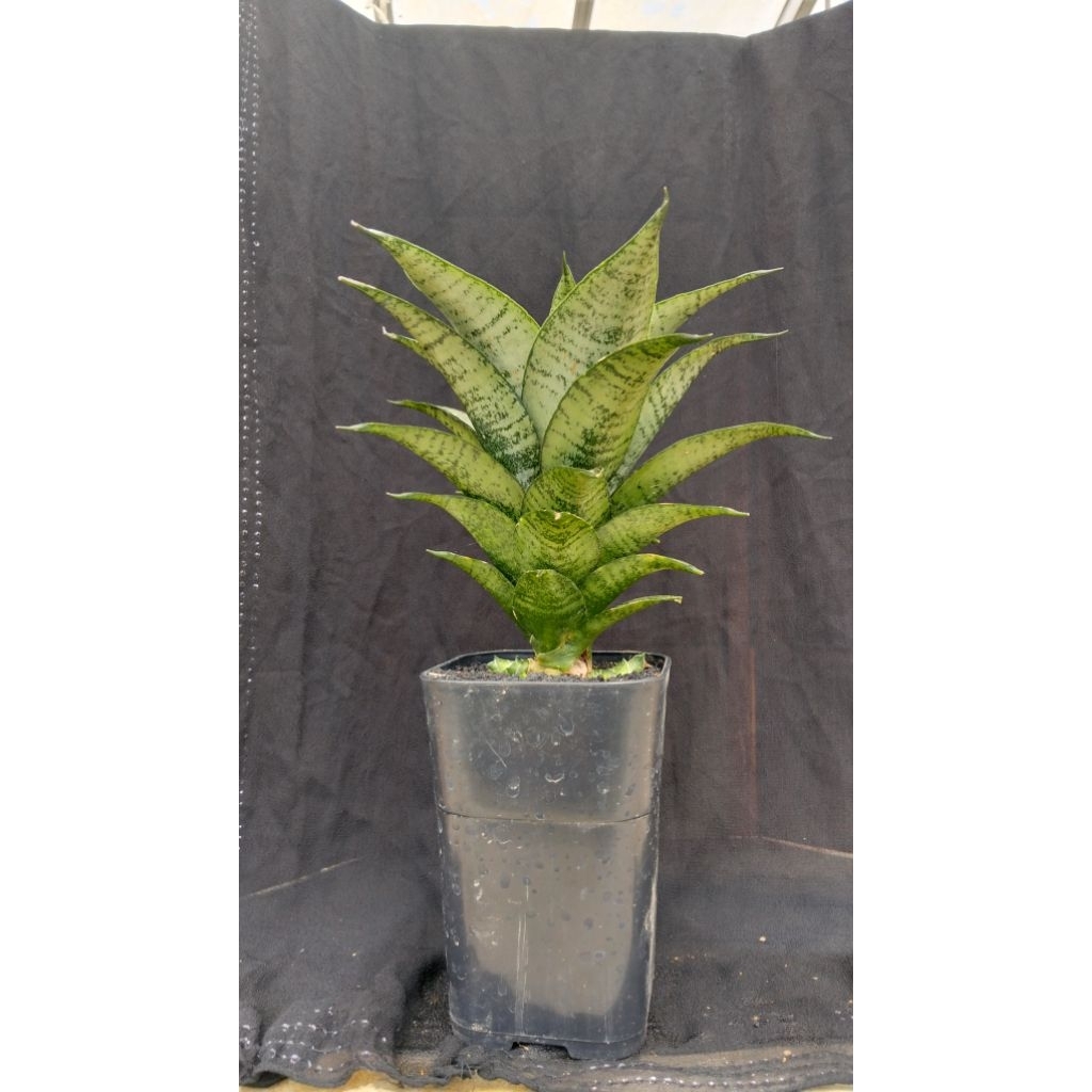 sensivera hybrid mayang