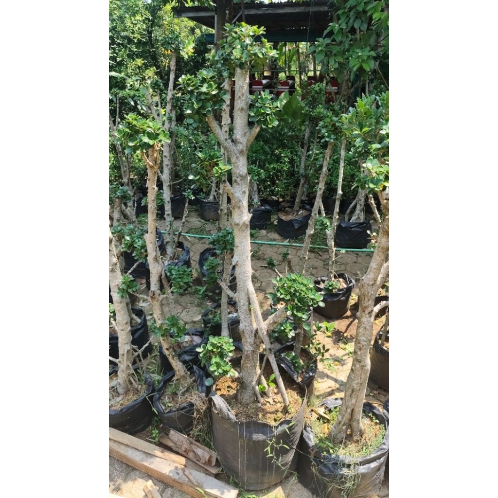 bonsai taman dolar mikro hiasan taman