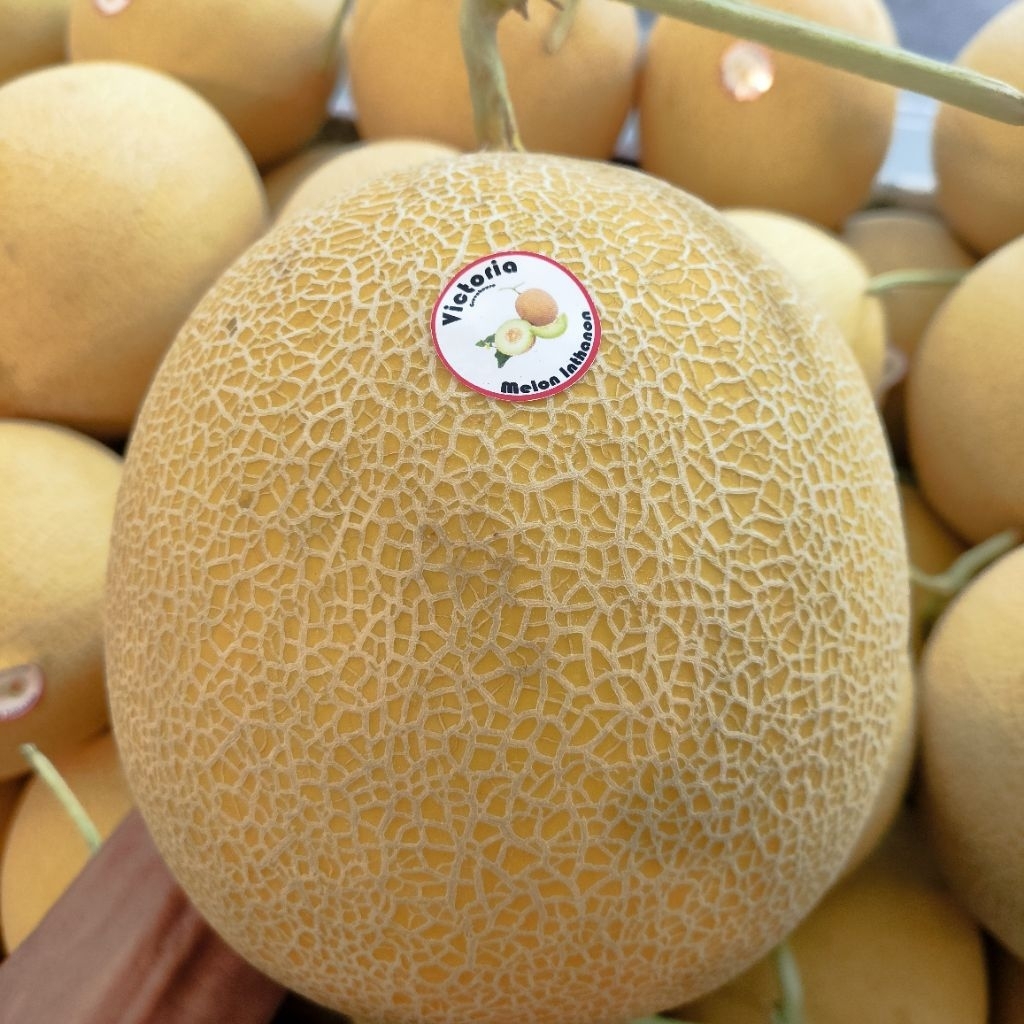 melon intanon Victoria manis alami melon hidroponik utuh per pcs