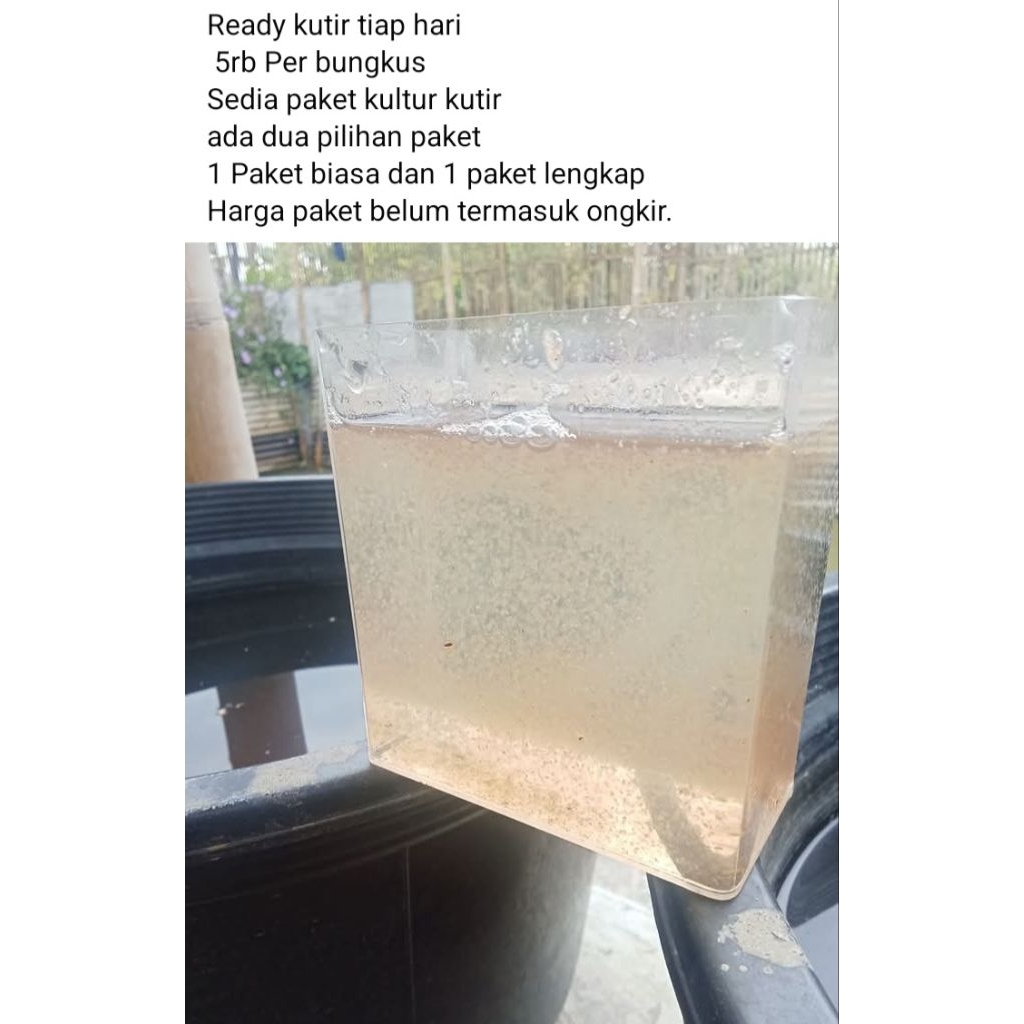 paket kultur moina macropopa(kutu air)