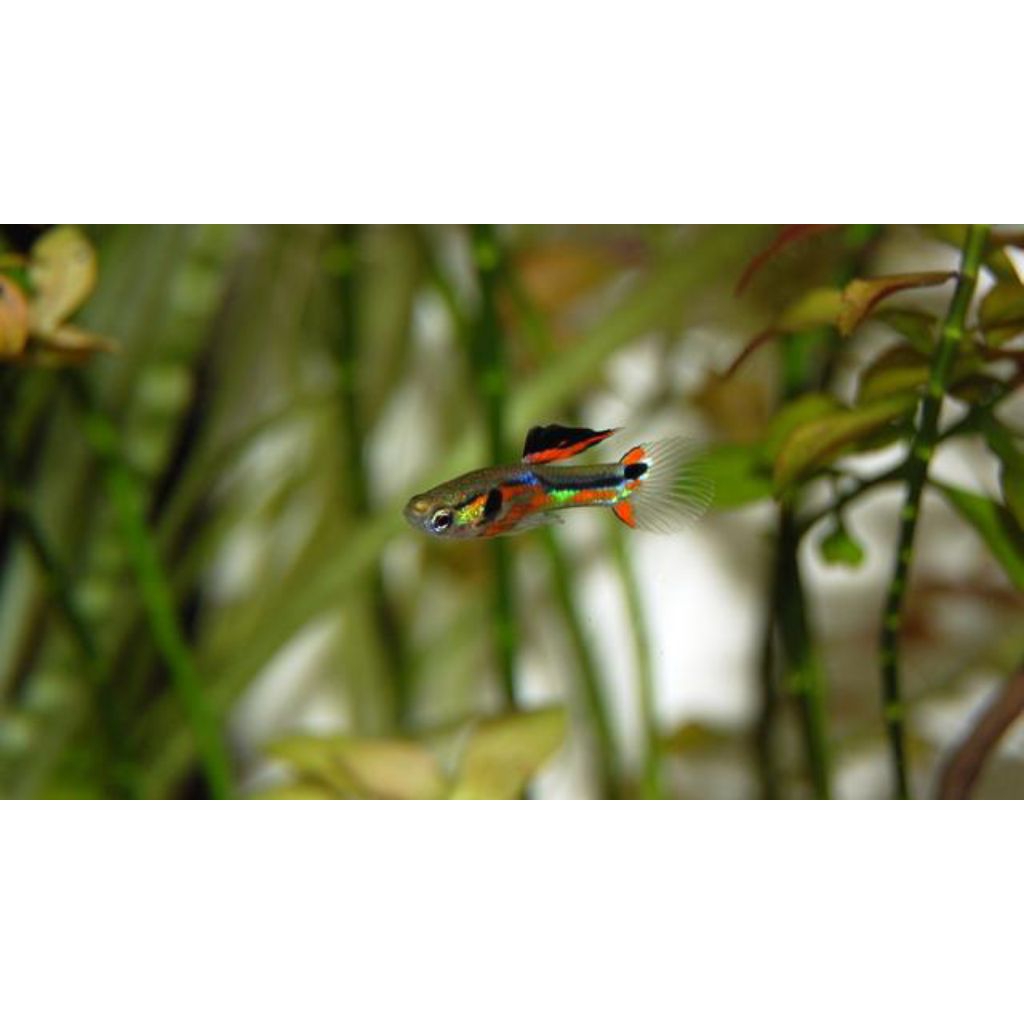 Guppy.endler.black.bar