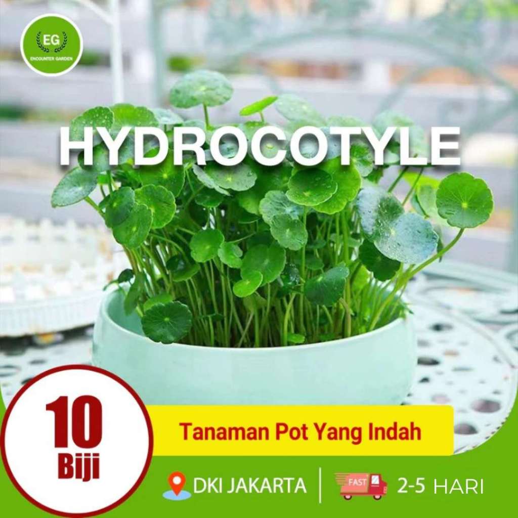 BENIH BIBIT TANAMAN PEGAGAN AIR HYDROCOTYLE
