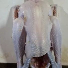Ayam Kampung 1.1kg