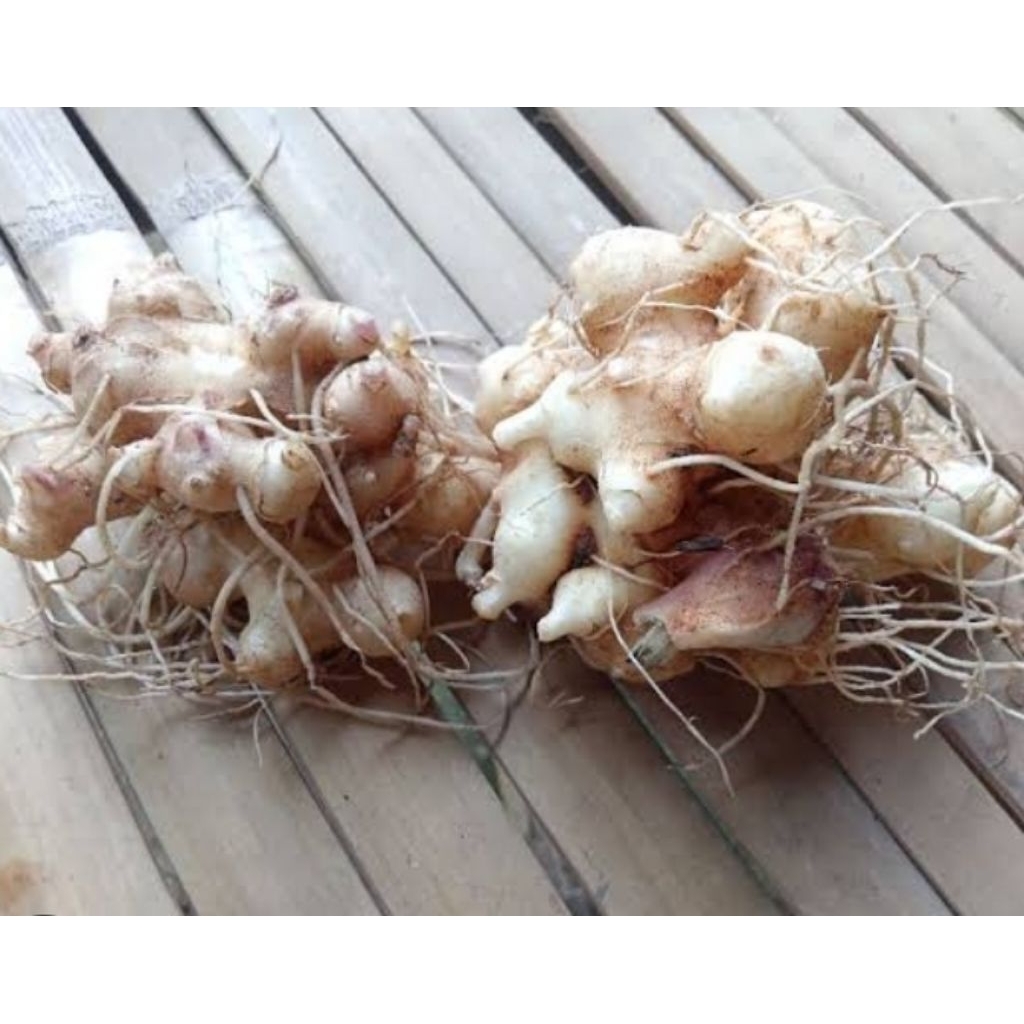 umbi dewa segar 100 grm