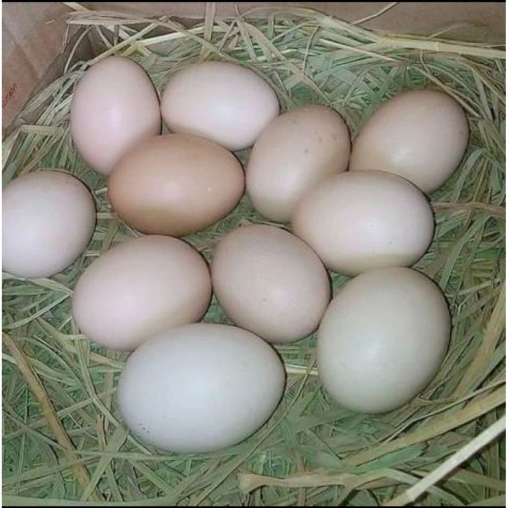 telur ayam pakhoy fertil full brakot