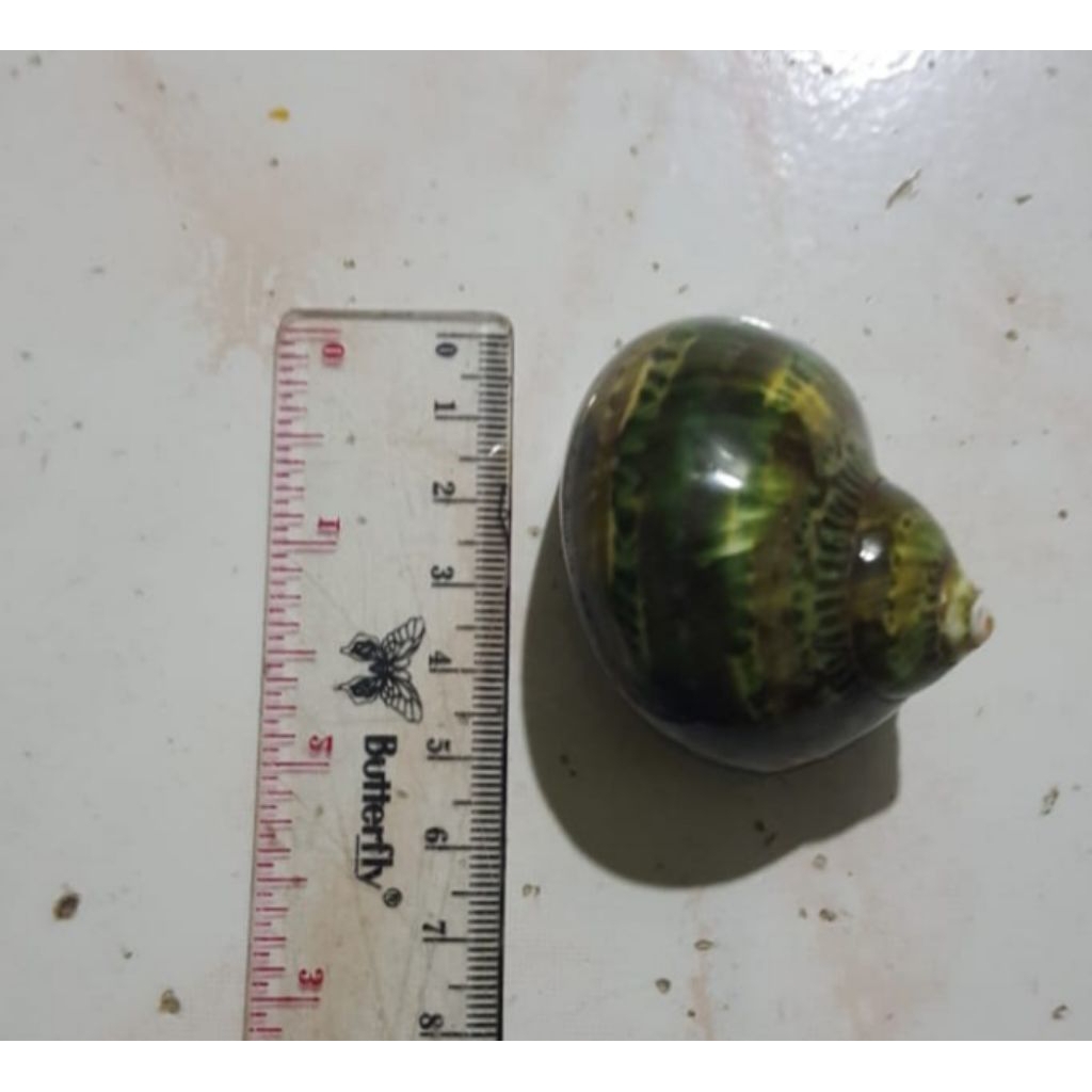 cangkang keong/kelomang petholatus