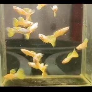 Guppy Albino MSSYL