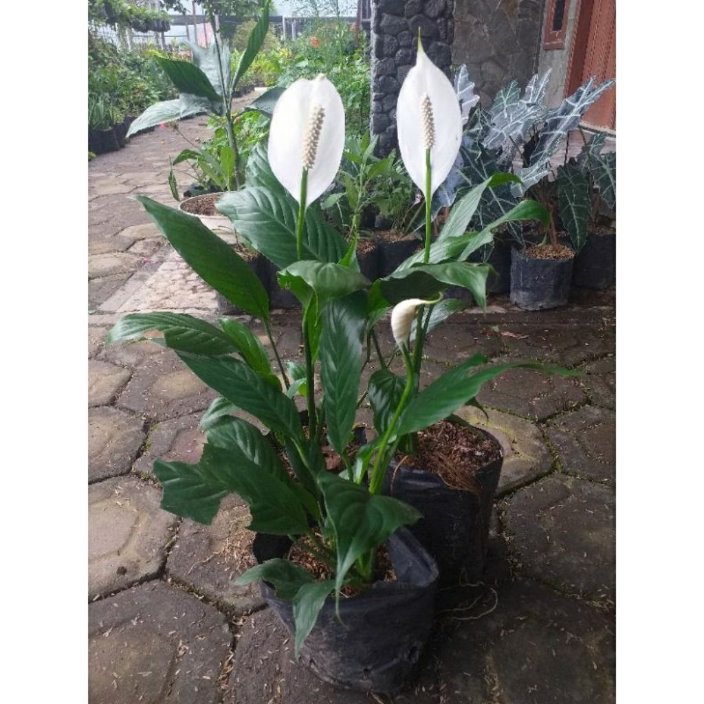 tanaman hias peace lily sudah berbunga