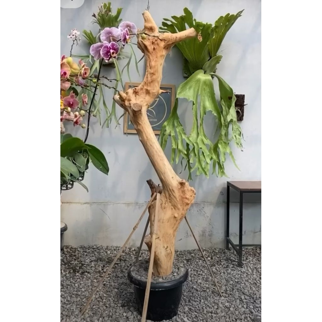 media tempel anggrek/bonggol kayu kopi T:150cm plus tatakan bulat