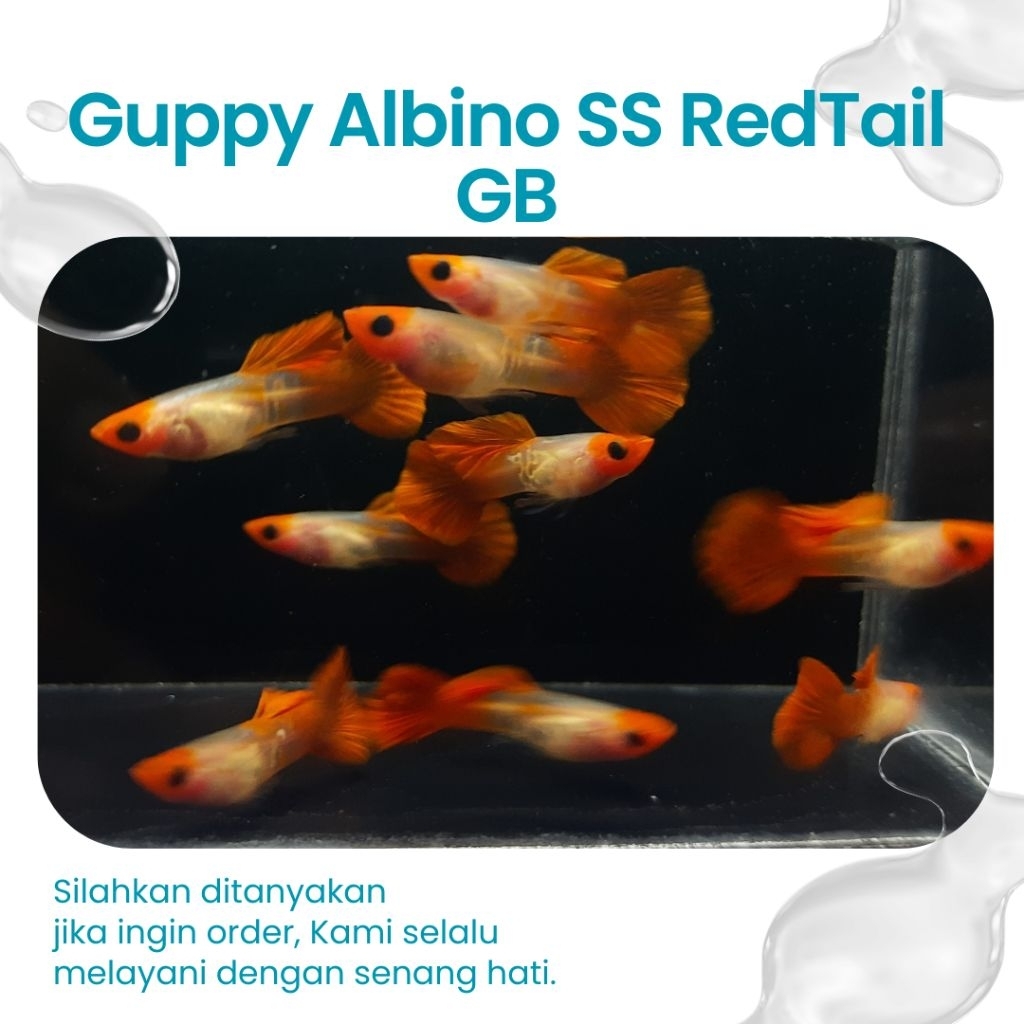 Guppy Albino Snakeskin Redtail Glass Belly 5 Pasang ( Aksesoris Aquarium )