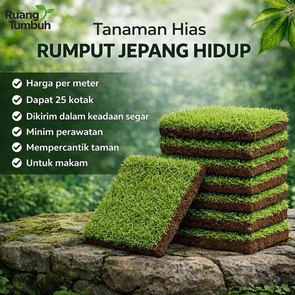 RUANG TUMBUH Rumput Jepang Hidup 1 Meter Isi 25 Kotak / Rumput Hias Hijau Segar Untuk Taman / Kubura