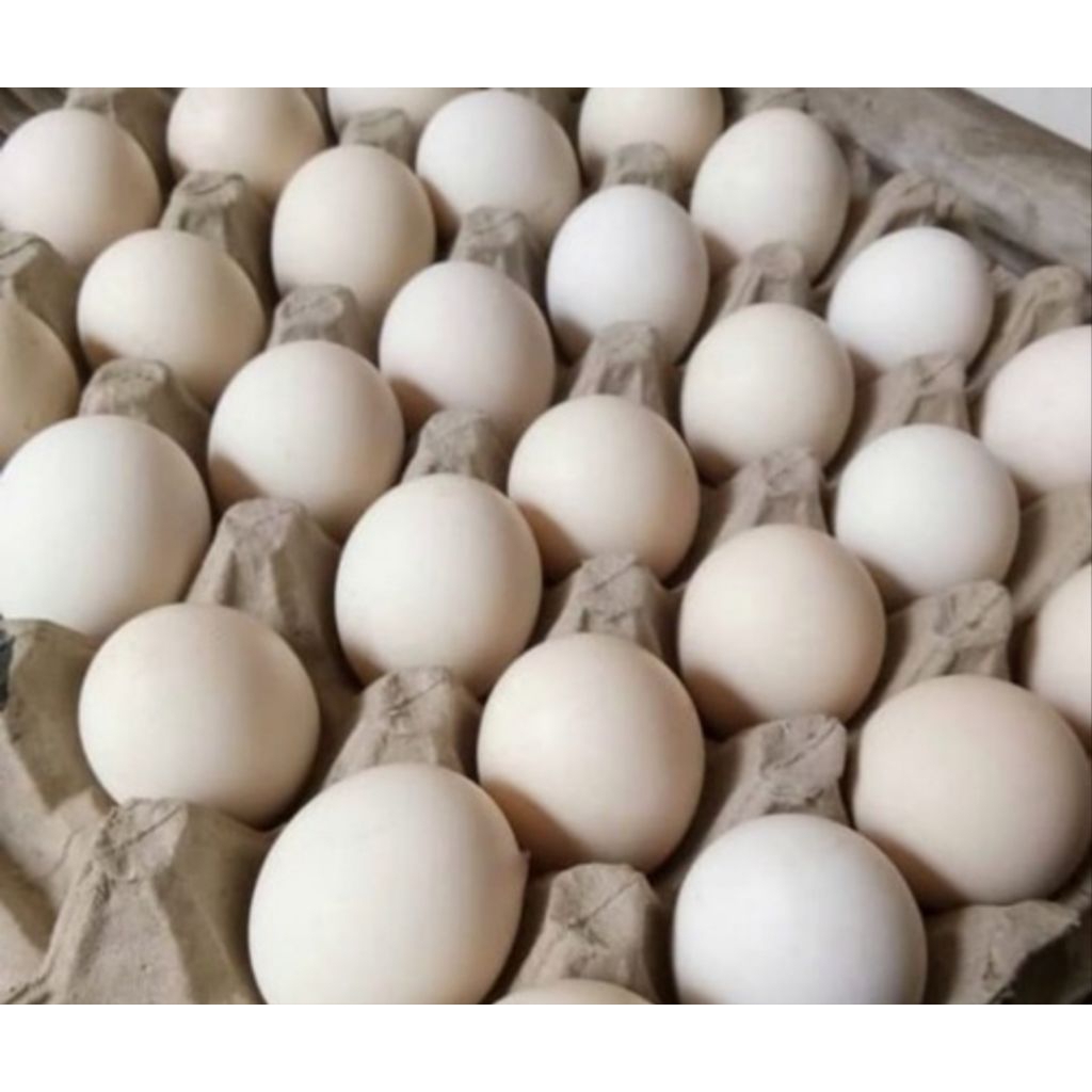 Telur Ayam Kampung Isi 10 Biji/Telur Kampung Arab/Telur Jamu/Telur Tinggi Protein
