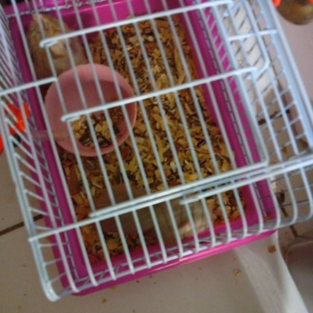 hamster hidup indukan campbell hanya kirim instan