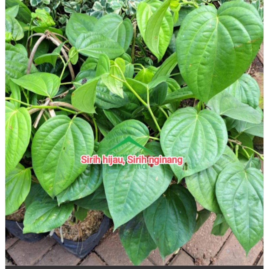 tanaman sirih hijau, sirih herbal, sirih nginang rimbun