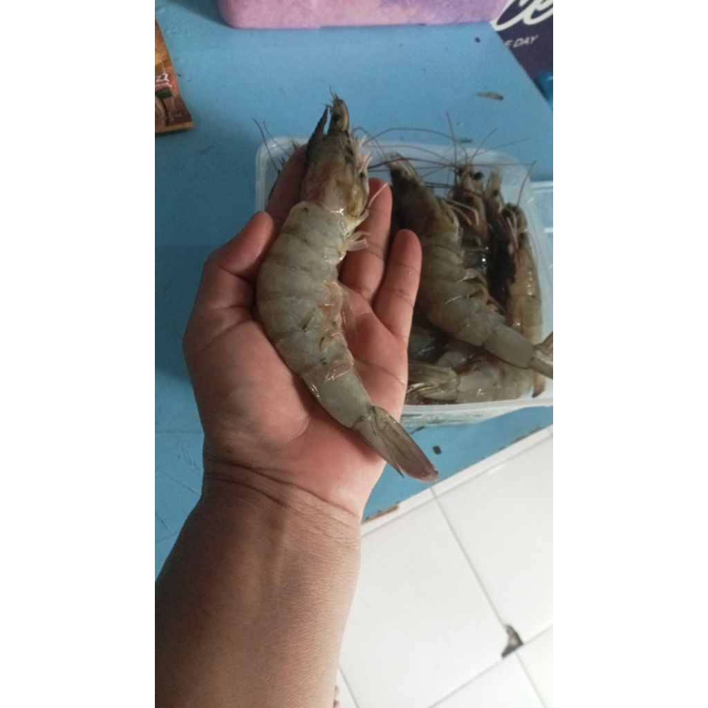 Udang Vaname Super Jumbo