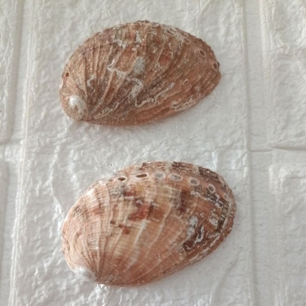 Jual Cangkang Kerang Abalone 5,1 - 5,2cm