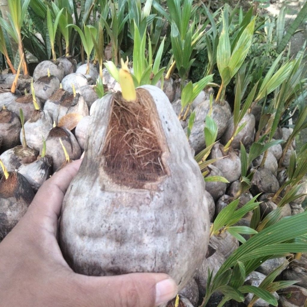 bibit kelapa gading kuning untuk bahan bonsay