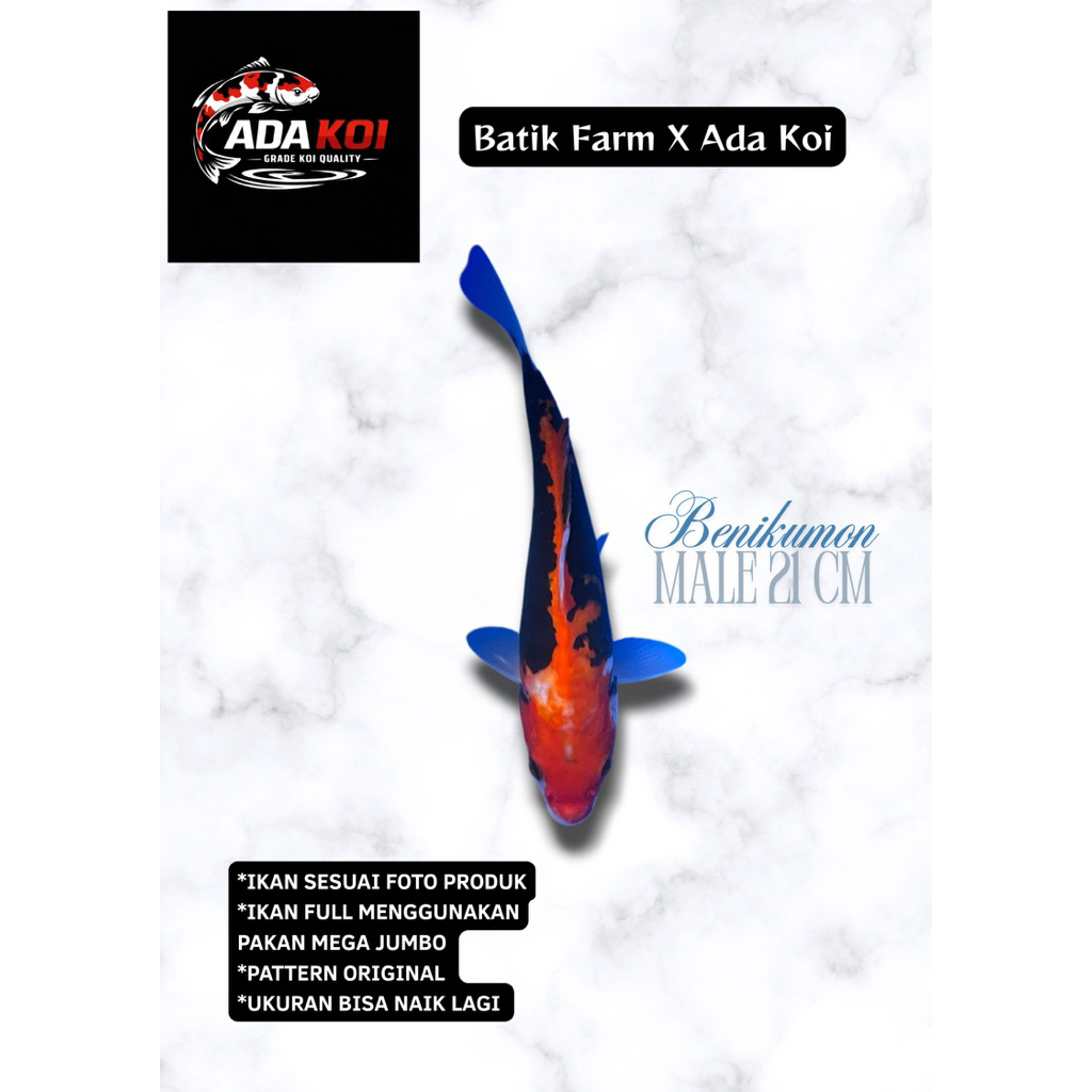 Benikumon HQ - Ikan Koi Blitar HQ - Koi Blitar - Ikan Koi -