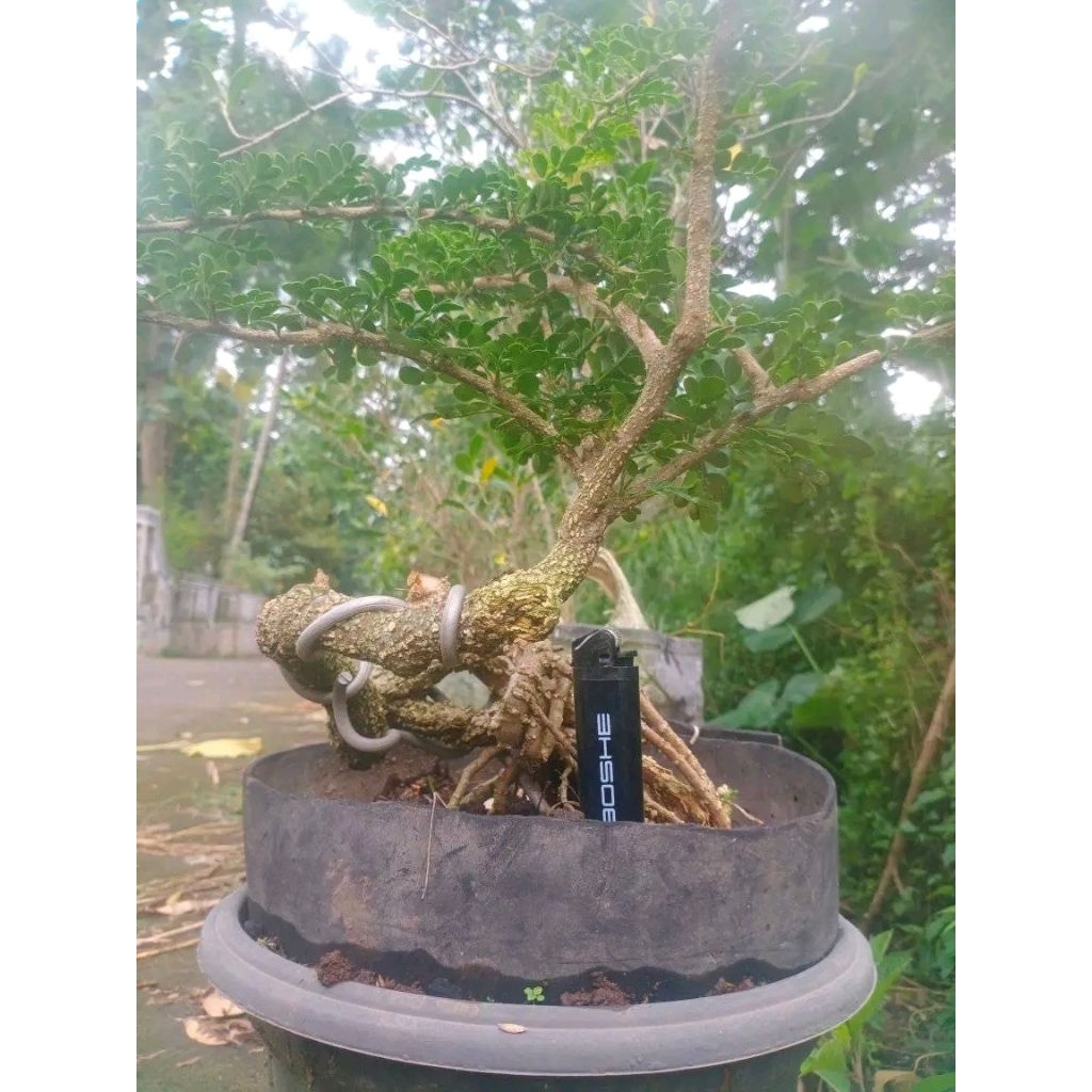 kawista batu