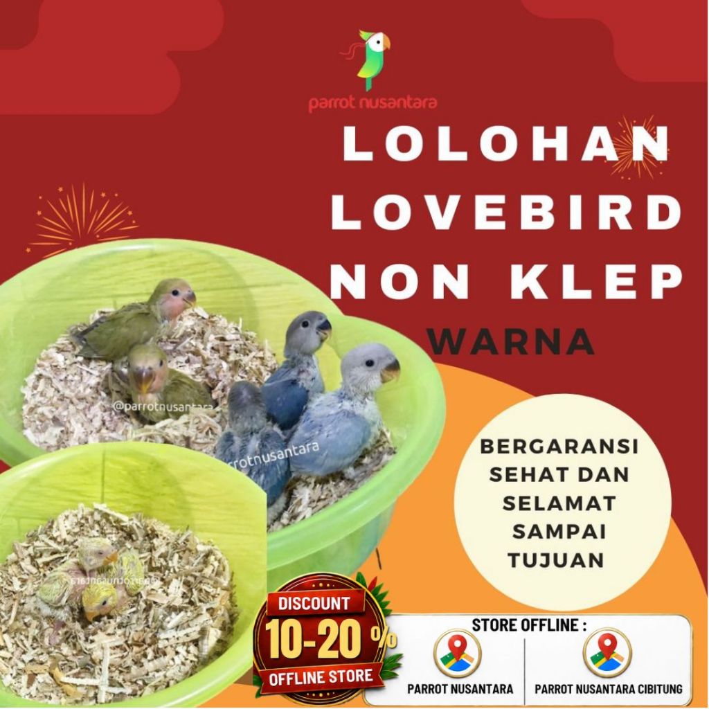 Burung parrot lovebird non klep nk anakan lolohan bahan jinak