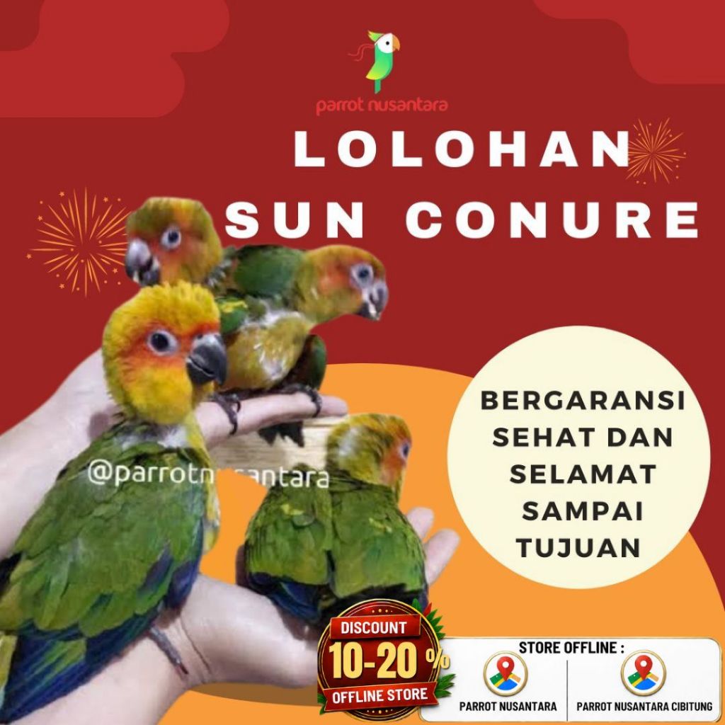 lolohan baby anakan burung sun conure