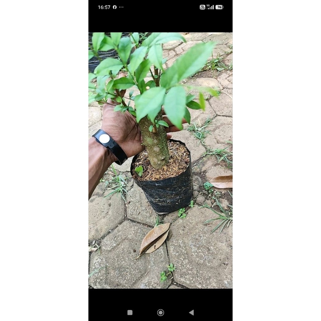 bahan bonsai cangkokan anting putri